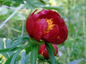 Paeonia