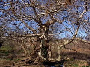 Platanus