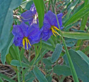 Solanum eleanifollium