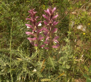 Acanthus spinosus