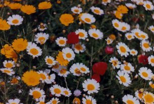 Chrysanthemum