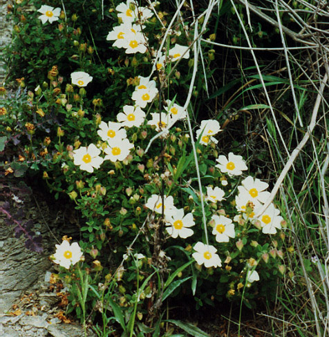 Cistus