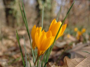 Crocus