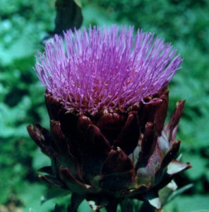 Cynara