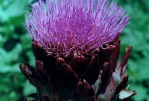 Cynara