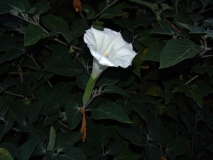 Datura