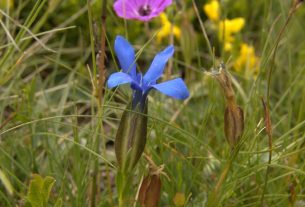 Gentiana