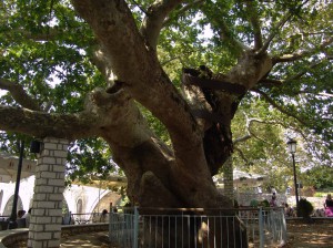 Platanus_Arta