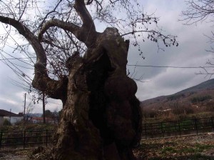 platanus_Polykarpi