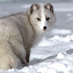 Arctic Fox