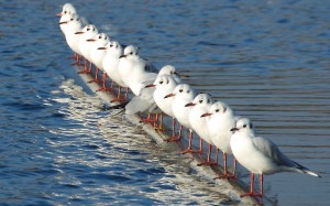 Line-Of-Seagulls