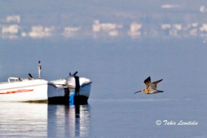 τουρλίδα