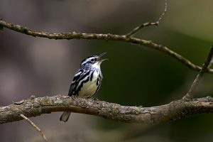 black and white warbler gf211165a5 1920