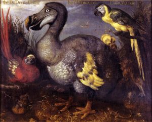 Edwards Dodo