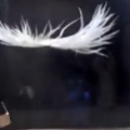 feather_iron