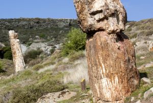 Απολιθωμένου Δάσους