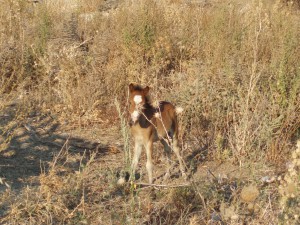 BABY HORSE