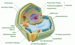 plantcell1