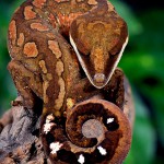 Aeluroscalabotes felinus - Malaysian Cat Gecko