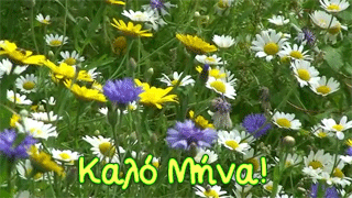 kalo-mina (1)