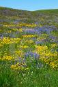 flowers-on-prairie.jpg