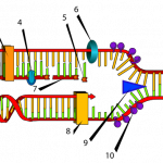 700px-DNA_replication_numbered.svg