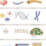 macromolecules.jpg