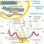 ΑΝΤΙΓΡΑΦΗ - ΜΕΤΑΓΡΑΦΗ ΚΑΙ ΠΡΩΤΕΙΝΟΣΥΝΘΕΣΗ ΣΕ ΕΥΚΑΡΥΩΤΙΚΟ ΚΥΤΤΑΡΟ