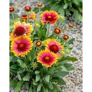 gaillardia