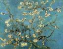 almond_blossomvincent_van_gogh1.JPG