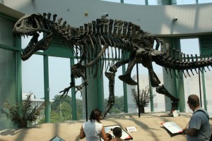 Acrocanthosaurus skeleton
