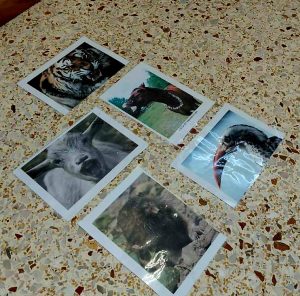 IMG 99d2df8b141b935f8ab9c77c480f50e7 V