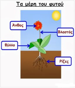 τα μέρη του φυτού