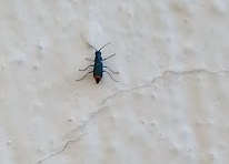 black bug