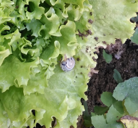 snail
