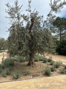 Image1