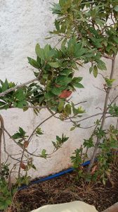 Messenger creation 32F61413 09B3 459B BC11 DBAA97FC2188