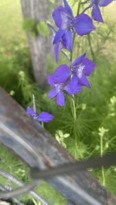 IMG 7991 1