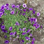 received 1889563098164526