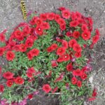 received 2004883076528832