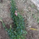 received 784857519636541