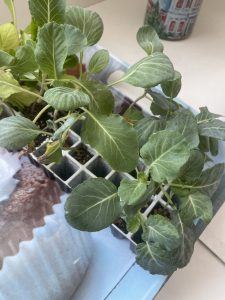 IMG 8E2D3F0F B08C 435D A91C 6F03D10F6189