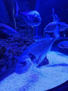 IMG 729d21148c2aac93778c2008f6492fc8 V