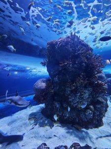 IMG acce5f93c854ba82910c7b82d2643e26 V