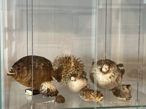IMG 4954