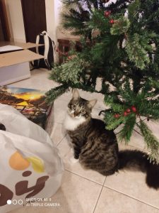 IMG 93a5b92ef2b8c46249c6e5a5871c5f5c V