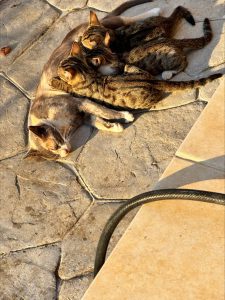 processed 1DC65297 AC9C 4A59 A5C7 45D6456F87E7