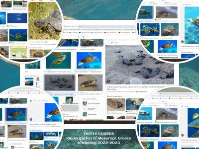google research turtle