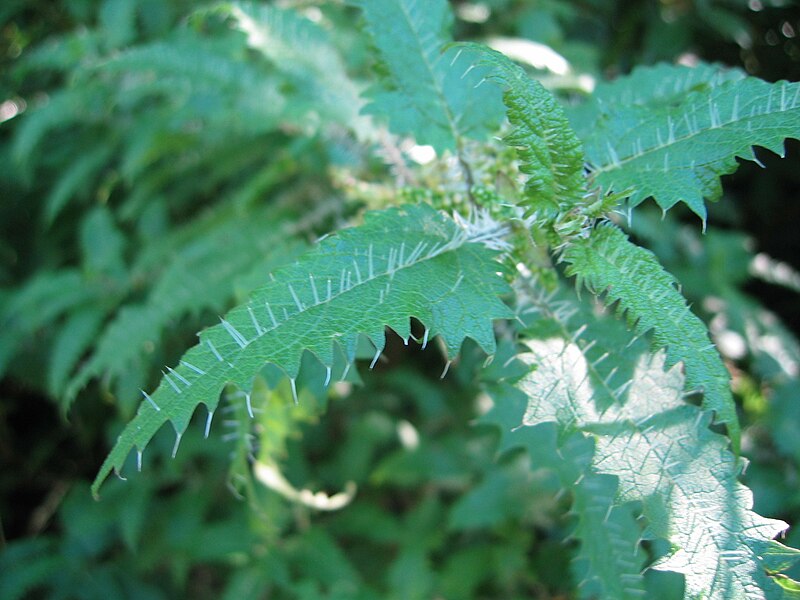 Ongaonga close up
