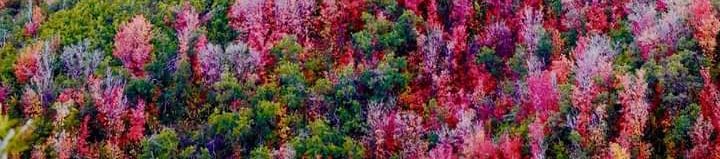 Εικόνα ΝΗΠΙΑΓΩΓΕΙΟ ΩΡΩΠΟΥ